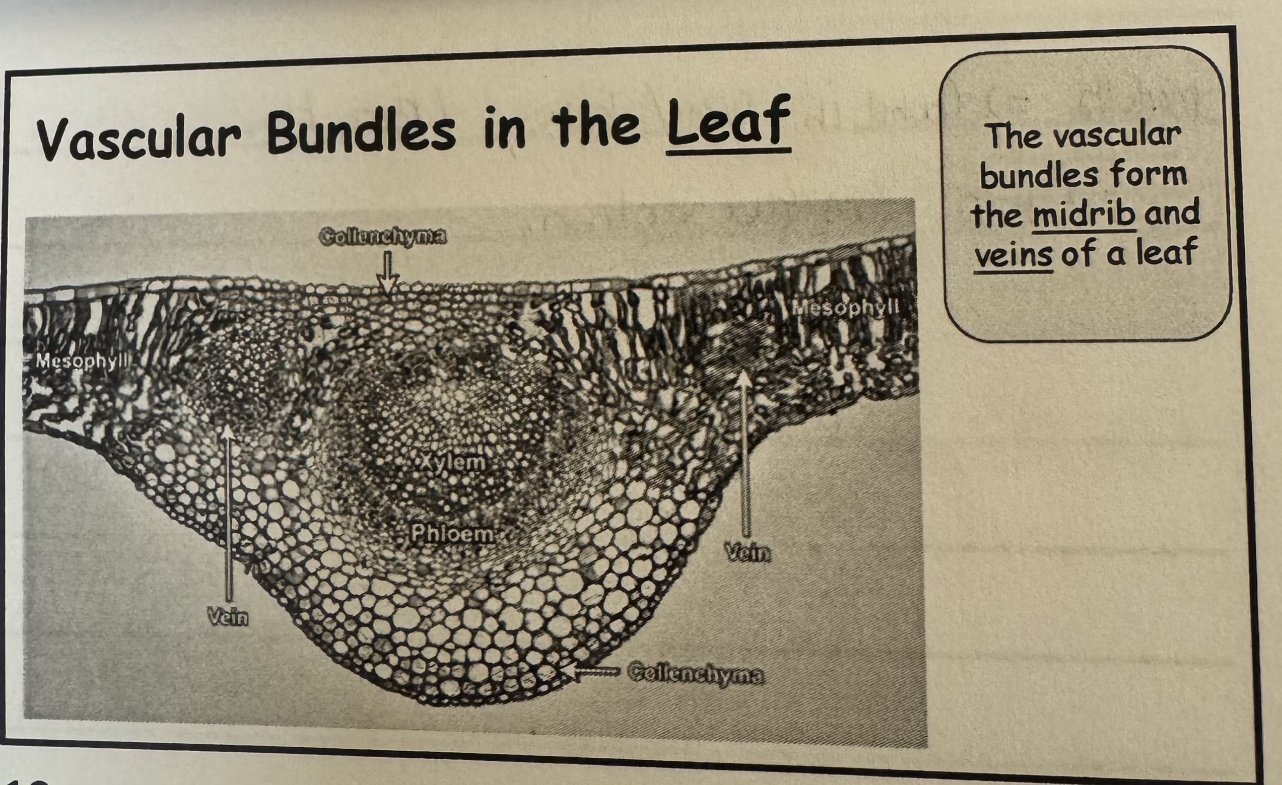 <p>look at a U shape , its form in the midrib and veins of leaf. </p>