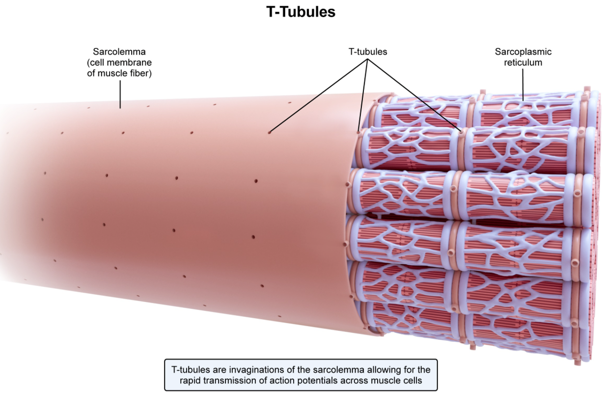 <p><strong>B. T-tubules…</strong>which are extensions of the cell membrane that penetrate into the muscle fiber, allowing the action potential to quickly spread throughout the muscle. </p>