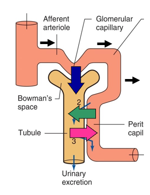 <p><strong>-filtration (CV)</strong></p><ul><li><p>Where: Occurs in the <strong>renal corpuscle</strong> (glomerulus + Bowman’s capsule)</p></li><li><p>What: Blood flows into the <strong>glomerulus; Filtration</strong> occurs when <strong>water and small solutes</strong> (like ions, glucose, amino acids, urea) pass through the filtration membrane into <strong>Bowman’s capsule</strong>, forming <strong>filtrate</strong>.</p></li><li><p>Purpose: Start urine formation by filtering plasma.</p></li></ul><p><strong>-reabsorption (GI)</strong></p><ul><li><p>Where: Along the <strong>renal tubule ( </strong>mainly proximal convoluted tubule)</p></li><li><p>What: The body <strong>reclaims useful substances (</strong>water, glucose, amino acids, Na+, Cl-, HCO₃⁻) from the filtrate and returns them to the blood in the <strong>peritubular capillaries</strong>.</p></li><li><p>Purpose: Prevent loss of essential substances; maintain fluid and electrolyte balance.</p></li></ul><p>-secretion (GI)</p><ul><li><p>Where: Mainly in the <strong>distal convoluted tubule</strong> and <strong>collecting duct</strong>. </p></li><li><p>What: The nephron actively <strong>adds substances</strong> (<strong>H+, K+, NH₄+, creatinine, drugs</strong>) from the blood into the tubular fluid.</p></li><li><p>Purpose: Eliminate waste not filtered at the glomerulus and regulate acid-base and electrolyte balance.</p></li></ul><p></p>