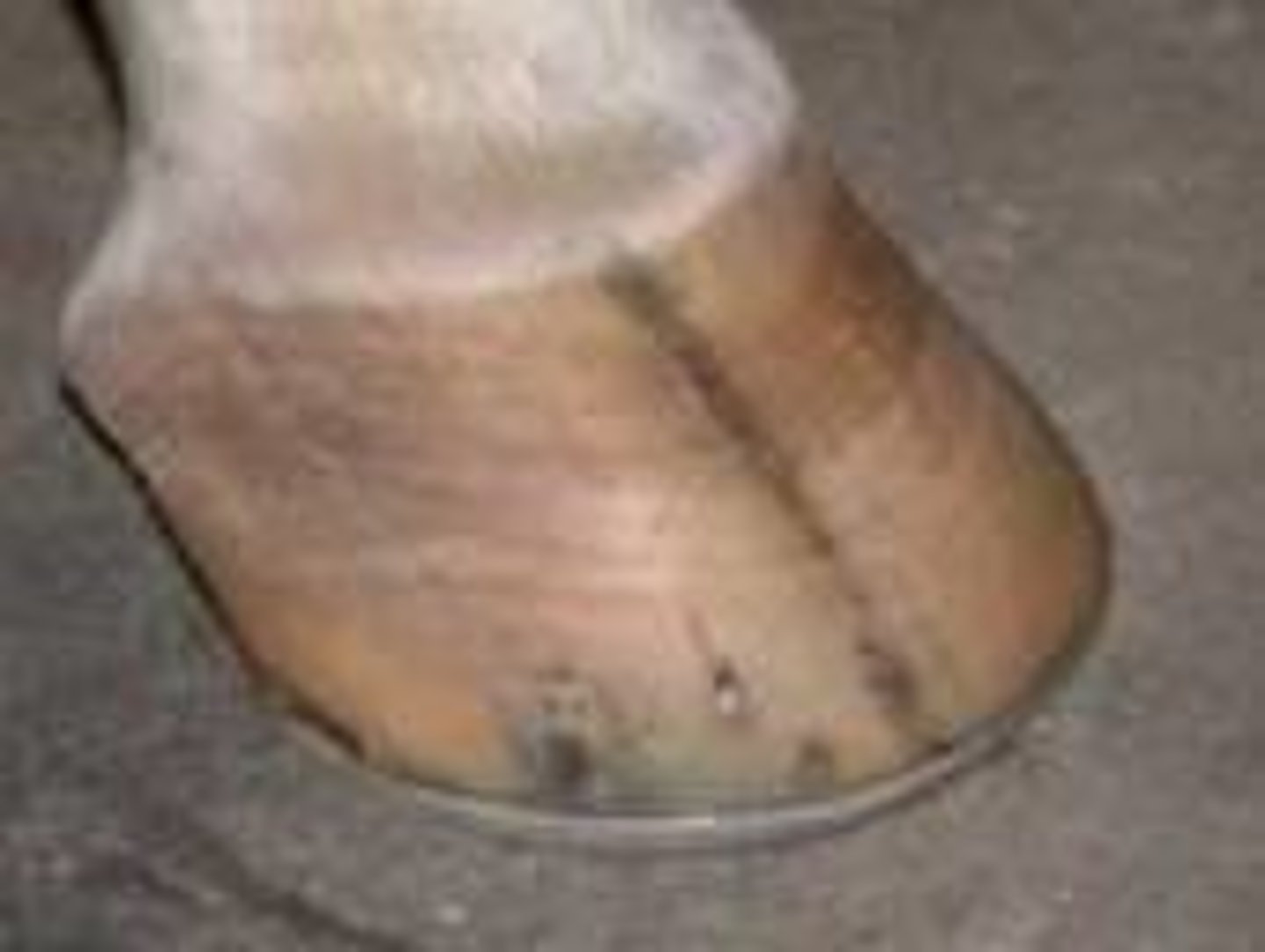 <p>the hard part on the bottom of the feet of animals such as horses, sheep, and deer</p>