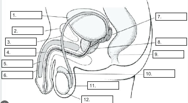 <p>12, <span>Produce sperm</span></p>