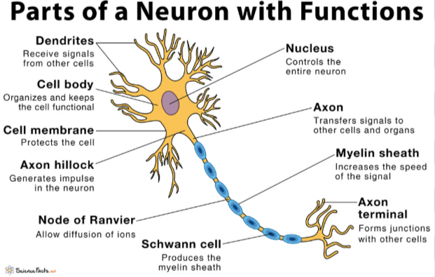 <p>What are the parts of a neuron? </p>
