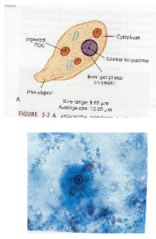 <p>What is the vector for Entamoeba histolytica?</p>