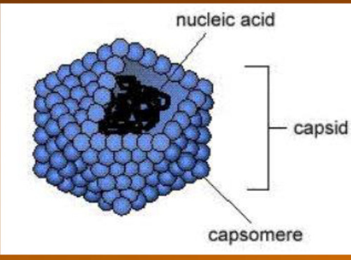 <p>Virus</p>