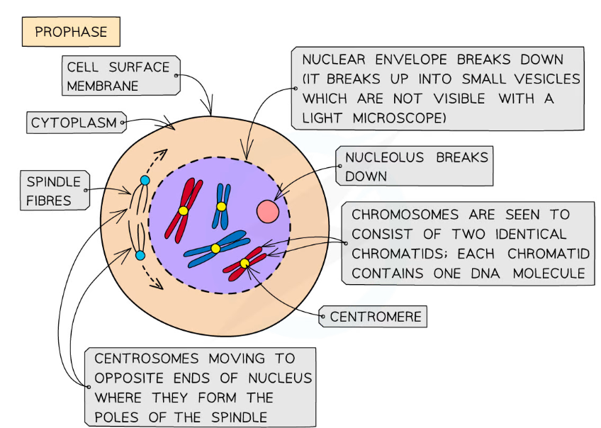 * The **Nucleolus** breaks down and the **Nuclear** **Envelope** disappears.

\
* Chromosomes coil and become visible under a microscope. 

\
* Chromosomes consist of **two sister chromatids** joined at the **centromere**.

\
* **Centrosomes** move to **opposite** **poles**. 

\
* **Spindle Fibres** (***protein*** ***microtubules***) emerge from **centrosomes** (two **centrioles**).