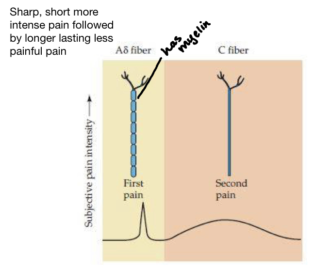 1. Small unmyelinated (slow) C fibers- dull pain 
1. Large myelinated (fast) A- delta fibers- sharp pain 