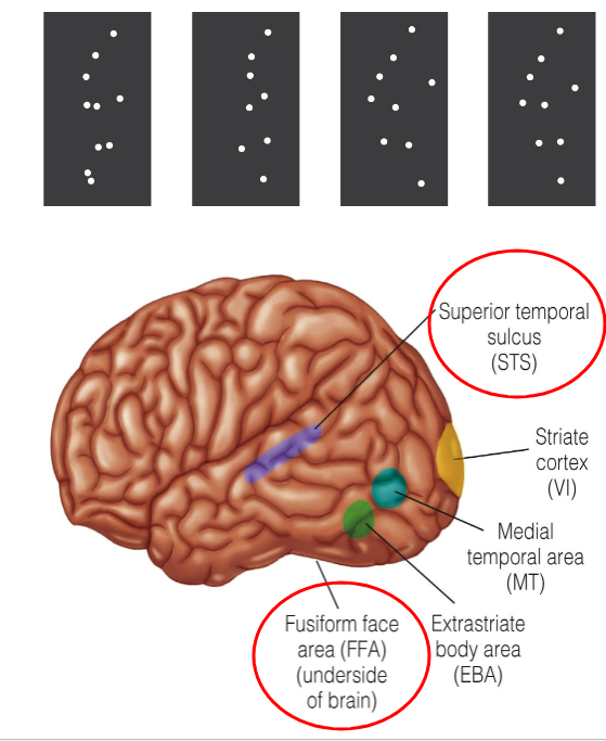 <p>biological motion made by placing lights in specific places on a person </p>