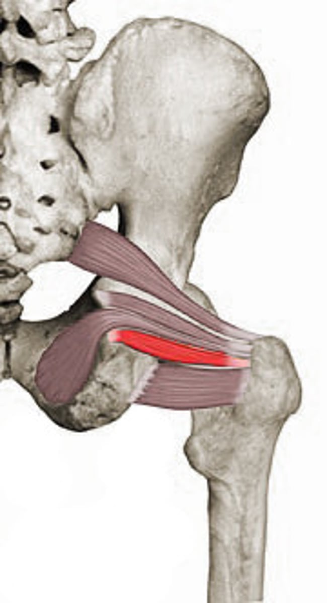 <p>laterally rotates thigh at hip</p>