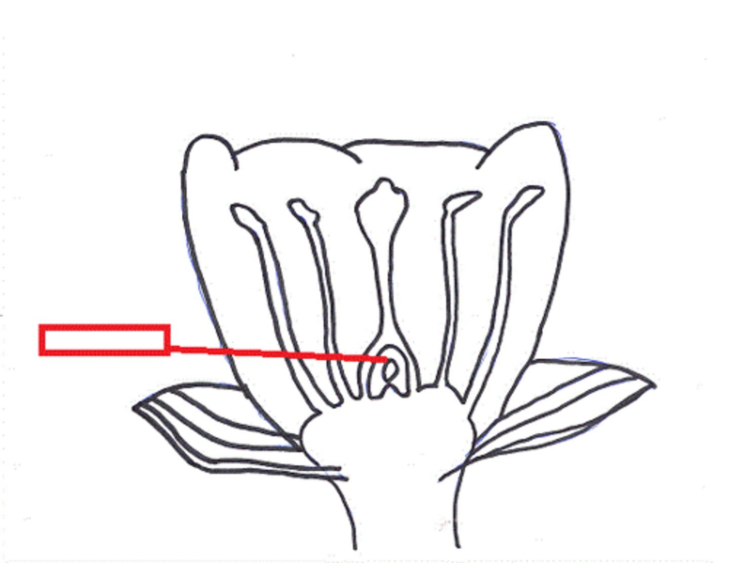 <p>A flower structure that encloses and protects ovules and seeds as they develop.</p>