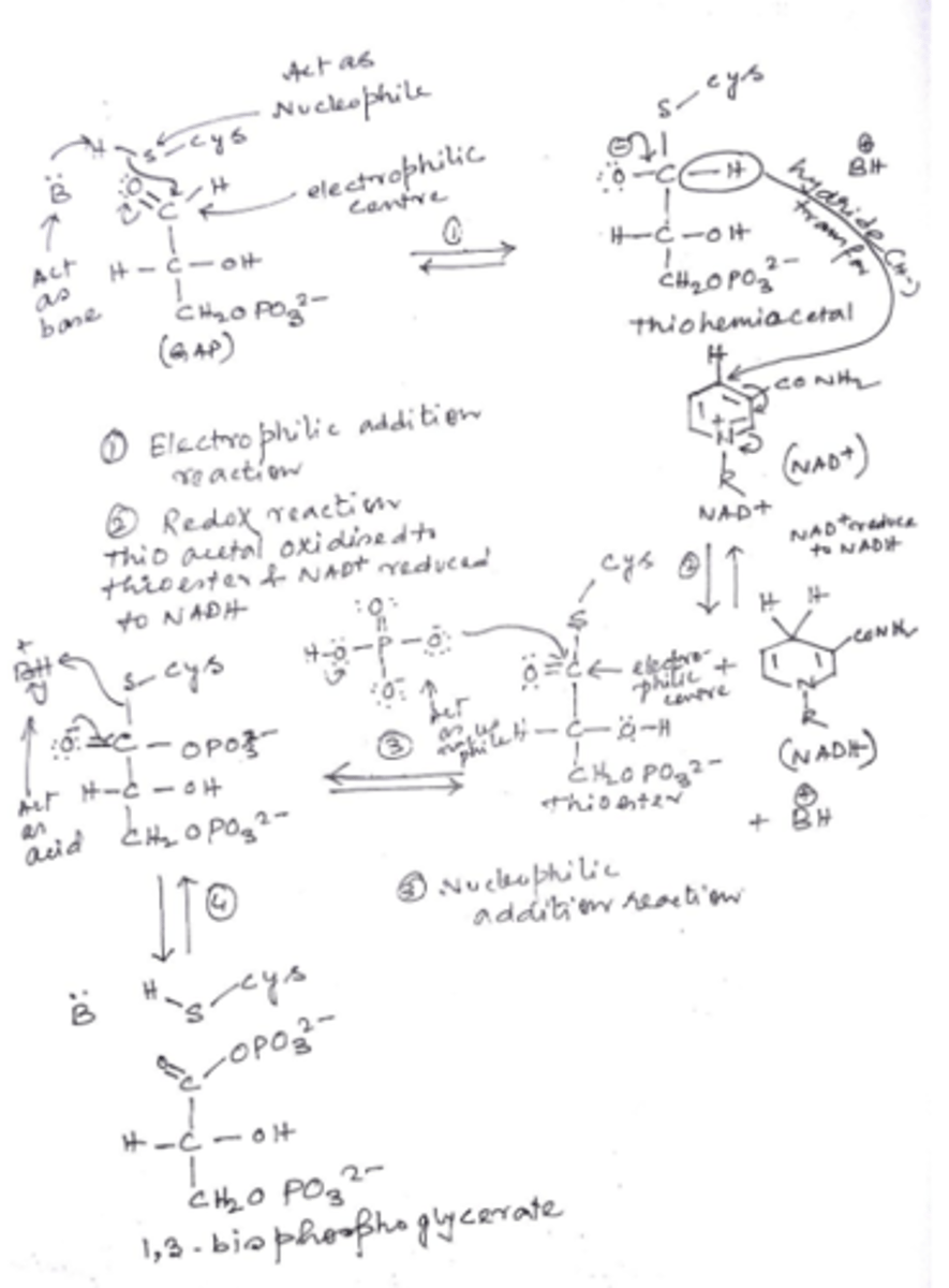 <p>The enzyme takes glyceradehyde-3-phosphatem oxidizes it to a carboxylic acid(3-phosphoglycerate) and transfers the electrons to NAD+, which is reduced to NADH</p><p>Some of the free energy from the oxidation reaction is conserved by phosphorylating the carboxyl group, generating a mixed anhydride(acyl phosphate). This high-energy bond is able to phosphorylate ADP to ATP in next step of glycolysis(catalyzed by phosphoglycerate kinase)</p>