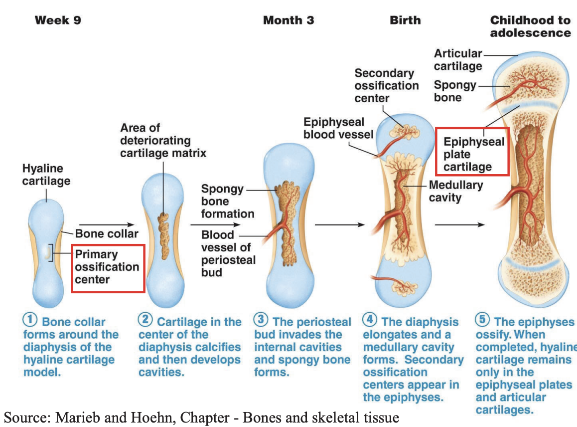 <p>Endo - Inner</p><p>Chondral - Cartilage</p><p>“Internal cartilage becomes bone”</p><p></p><p><span style="background-color: transparent;">Hyaline cartilage template → Long, short & most irregular bones</span><br></p><ol><li><p><span style="background-color: transparent;">At <strong><u>week 9</u> </strong>of pregnancy, the <strong>bone collar of cortical bone</strong> forms around the <strong>diaphysis</strong> of hyaline cartilage models of long, short and most irregular bones before birth.</span></p></li></ol><p></p><ol start="2"><li><p><span style="background-color: transparent;">In the centre of the bone collar is the primary ossification centre, where cartilage calcifies with cavities, hollowing the diaphysis.</span></p></li></ol><p></p><ol start="3"><li><p><span style="background-color: transparent;">At month 3 of pregnancy, a periostal bud implants within the cavities of the diaphysis, growing internal blood vessels that provide the nutrients for the formation of spongy bone.</span><br></p></li></ol><ol start="4"><li><p><span style="background-color: transparent;">Once birth occurs, the epiphysis of these bones ossify, becoming the secondary centres of ossification. The diaphysis continues to grow, elongating the bone, thus creating more internal spongy bone that form the medullary cavity</span></p></li></ol><p></p><ol><li><p><span style="background-color: transparent;">Until adolescence, the diaphysis continues to grow along the cartilagenous growth plate. This growth continues until the diaphysis meets the epiphysis, solidifying into an epiphyseal line in adulthood.</span></p></li></ol><p></p>