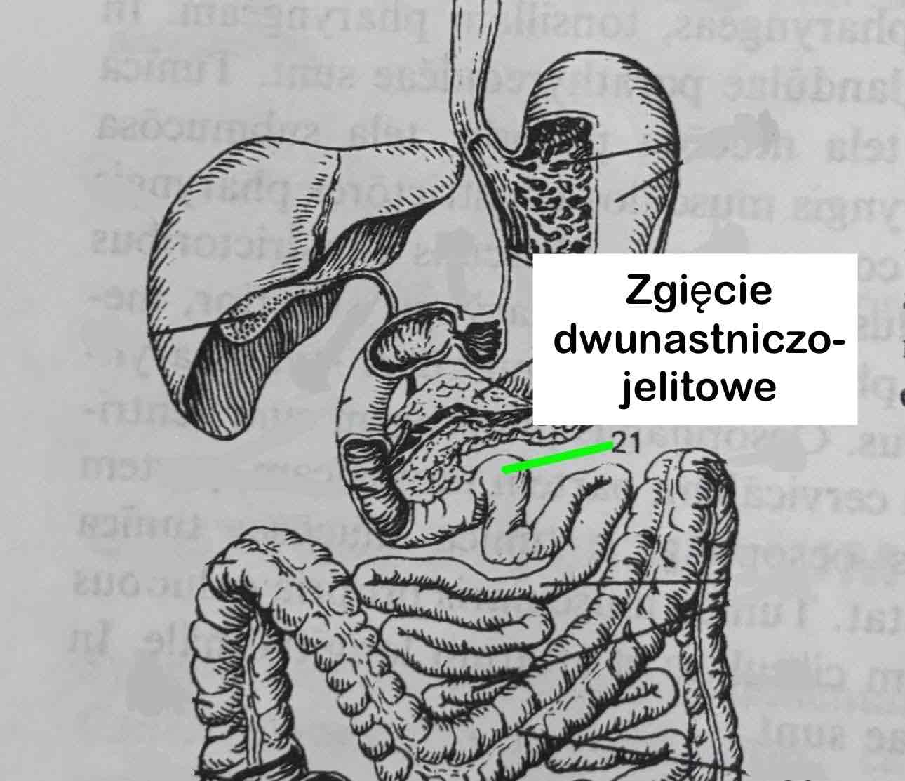 <p>Zgięcie dwunastniczo-jelitowe</p>