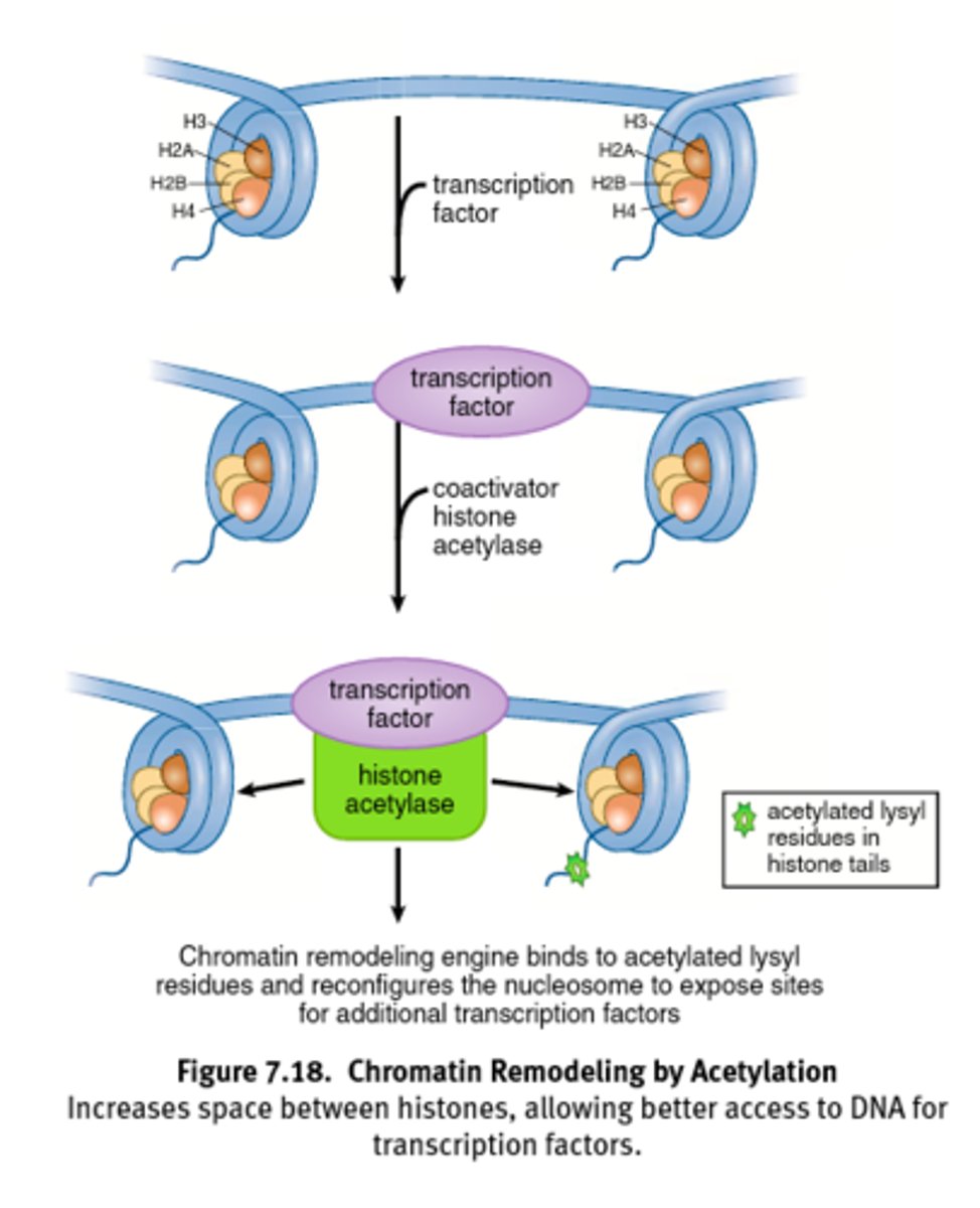 <p>Acetylation of histones decreases positive charge on lysine residues and weakens histone-DNA interactions.</p><p>Results in open euchromatin formation that allows for easier asses for transcription factors.</p><p>Acetylation = Access</p>