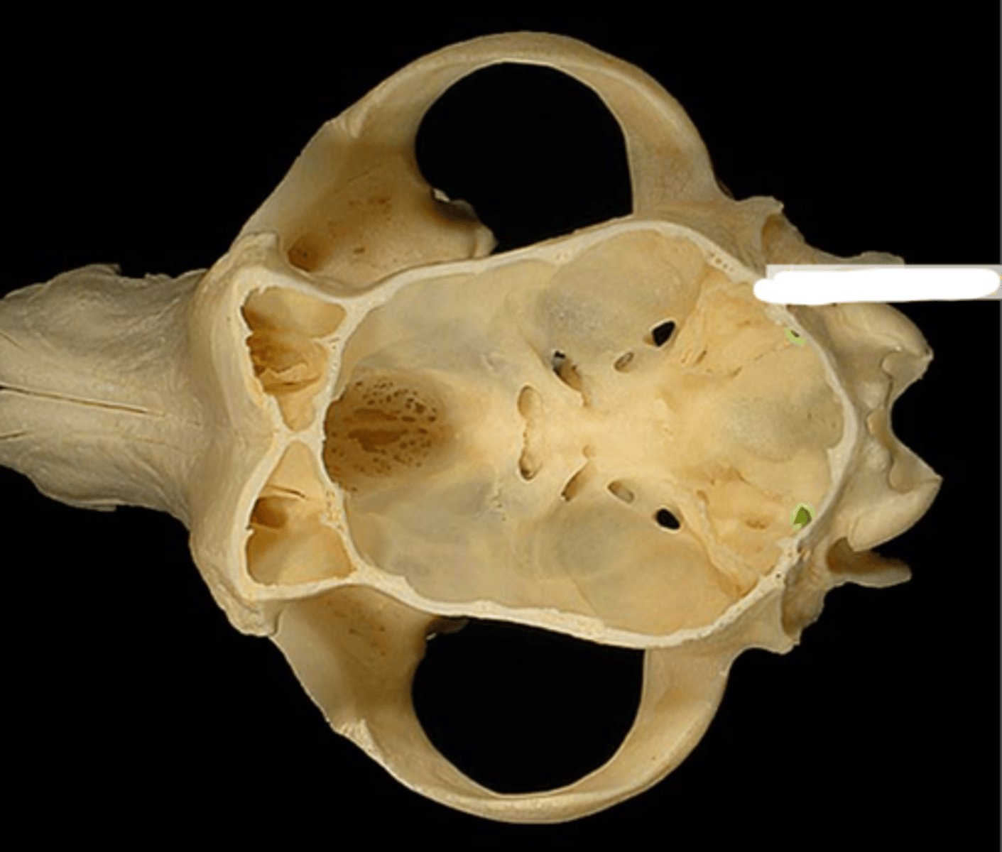 knowt flashcard image