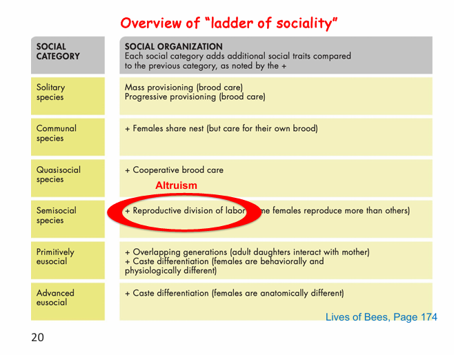 Honey bees (and other insects) as models to study altruism and
