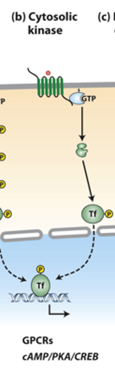 <p>cytosolic kinases: Galpha-GTP activates specific ___________ or other signaling proteins</p>