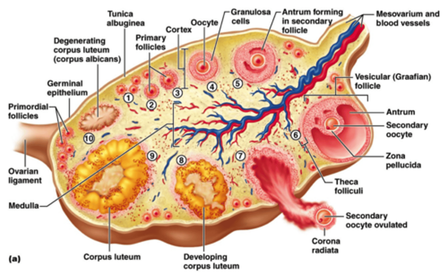 <p>Primordial follicle (1)</p><p>Primary follicle (2)</p><p>Secondary follicle (3-5)</p><p>Vesicular follicle (6)</p><p>Secondary oocyterelease (7)</p><p>Corpus luteum (8)</p><p>Corpus albicans (9</p>