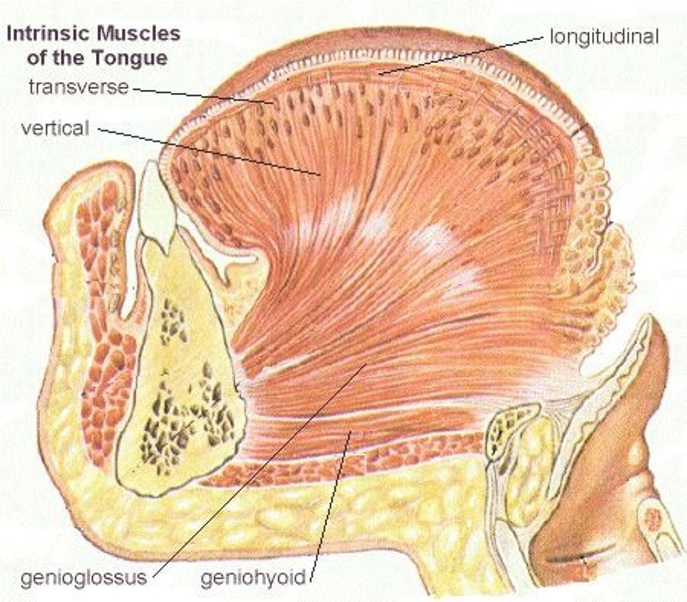 <p>flattens and widens tongue</p>