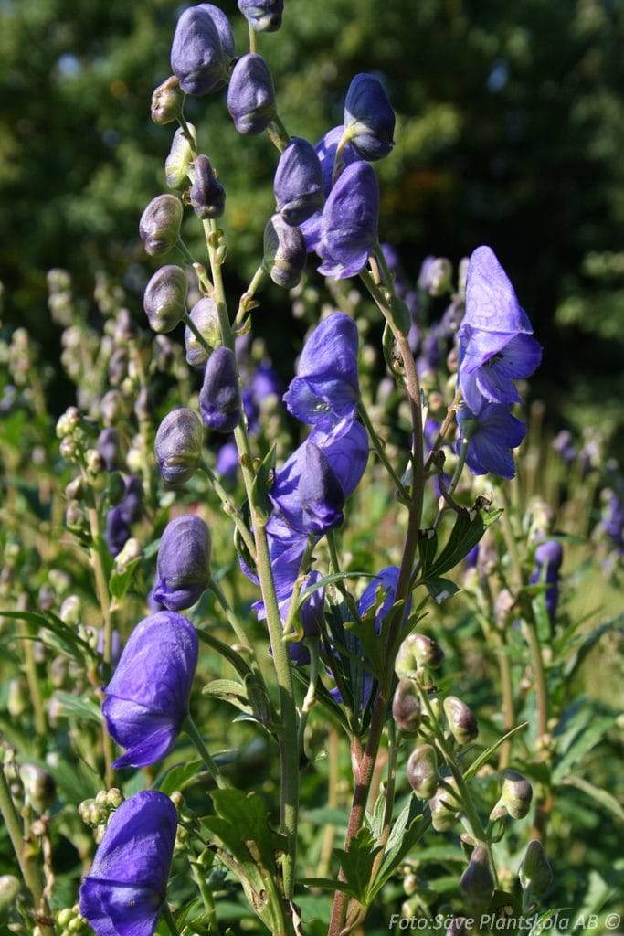 <p>Vad är detta för blomma?</p>