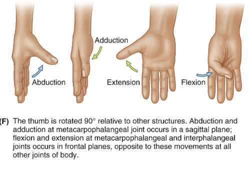 <p>abduction - movement away from the palm anterior-ally in the sagittal plane</p><p>adduction - bringing it back</p>