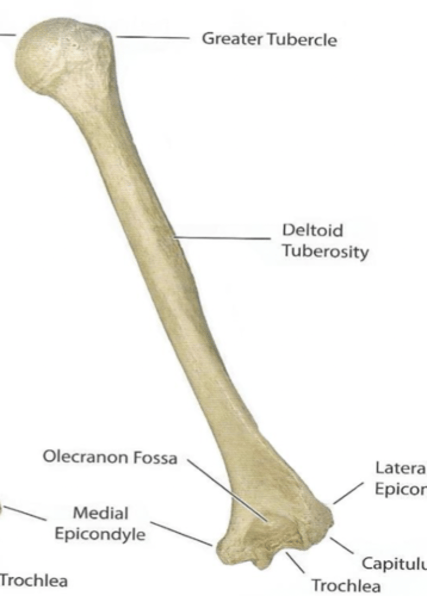 <p>humerus</p>