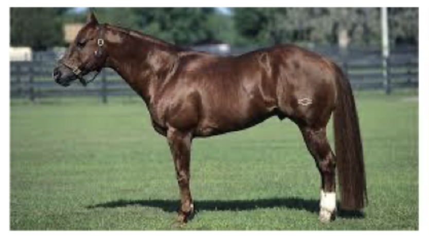 <p>What breed is this?</p>