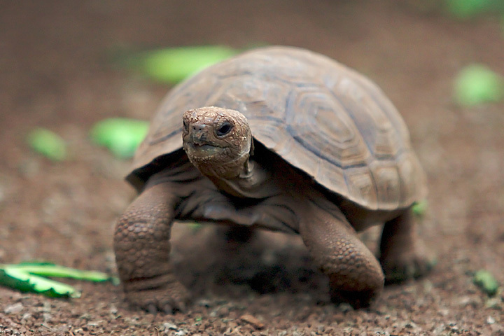 <p>Testudinidae</p>