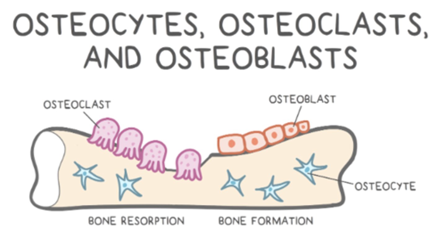 <p>osteoclasts</p>