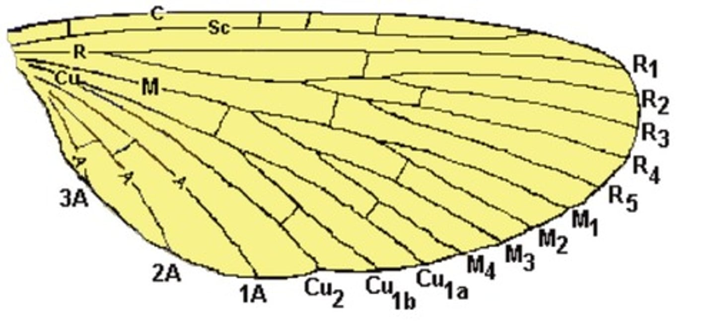 <p>name the missing parts of general venation. (Cu) fifth</p><p>longitudinal vein, one to three branches reach the wing margin</p>