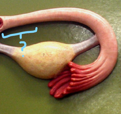 <p>Identify what the highlight/pointed to portion of the model is called.</p>