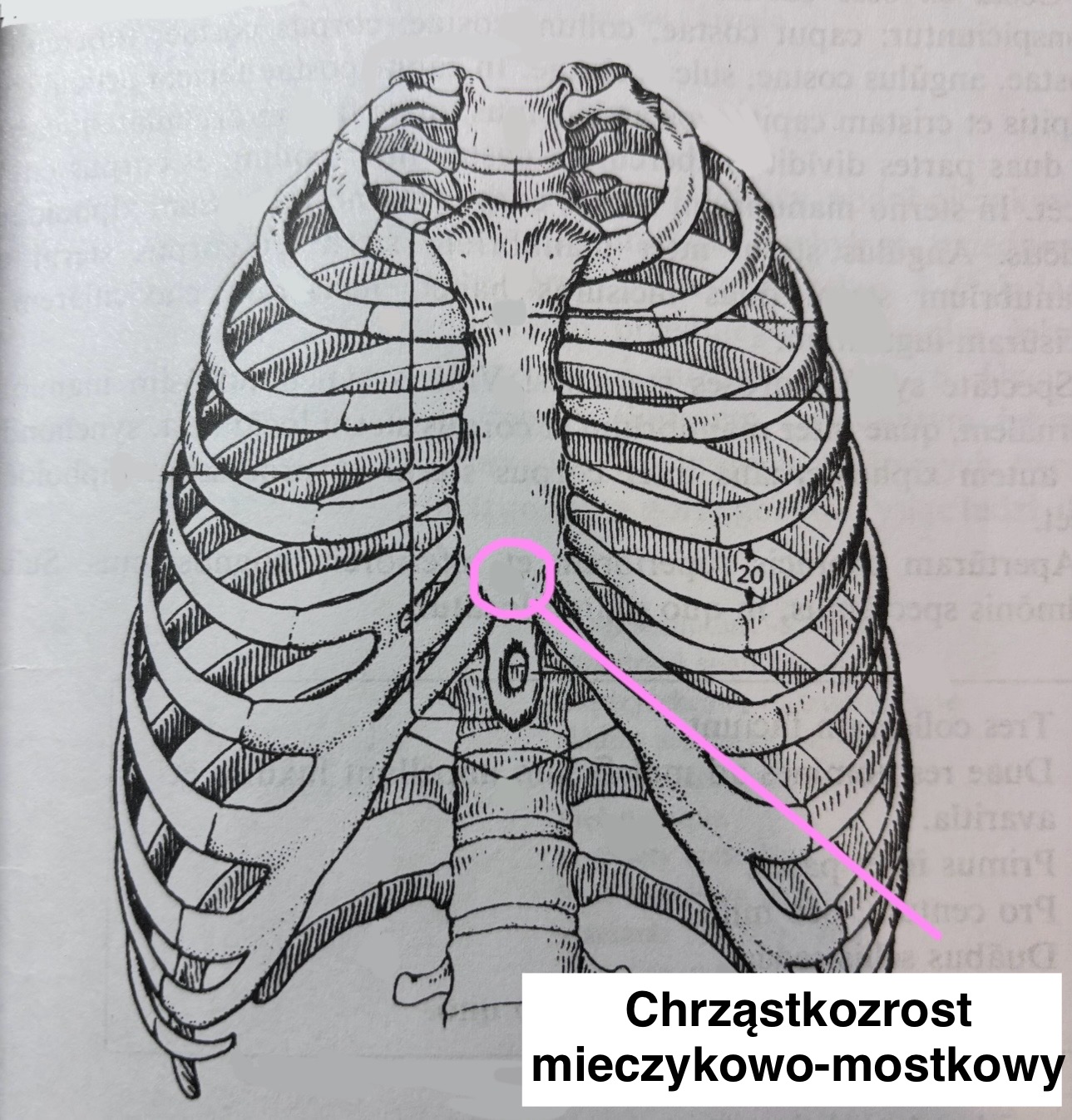 <p>Synchondrosis xiphosternalis</p>