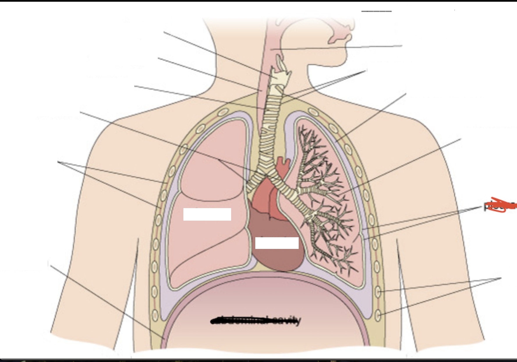 <p>Label the arrows (not counting red or black crossed out labels)</p>