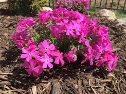 <p><em>Phlox</em></p>