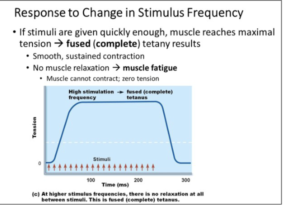 <ul><li><p>smooth, sustained contraction</p><ul><li><p>Fatigue occurs quickly</p></li></ul></li></ul><p></p>
