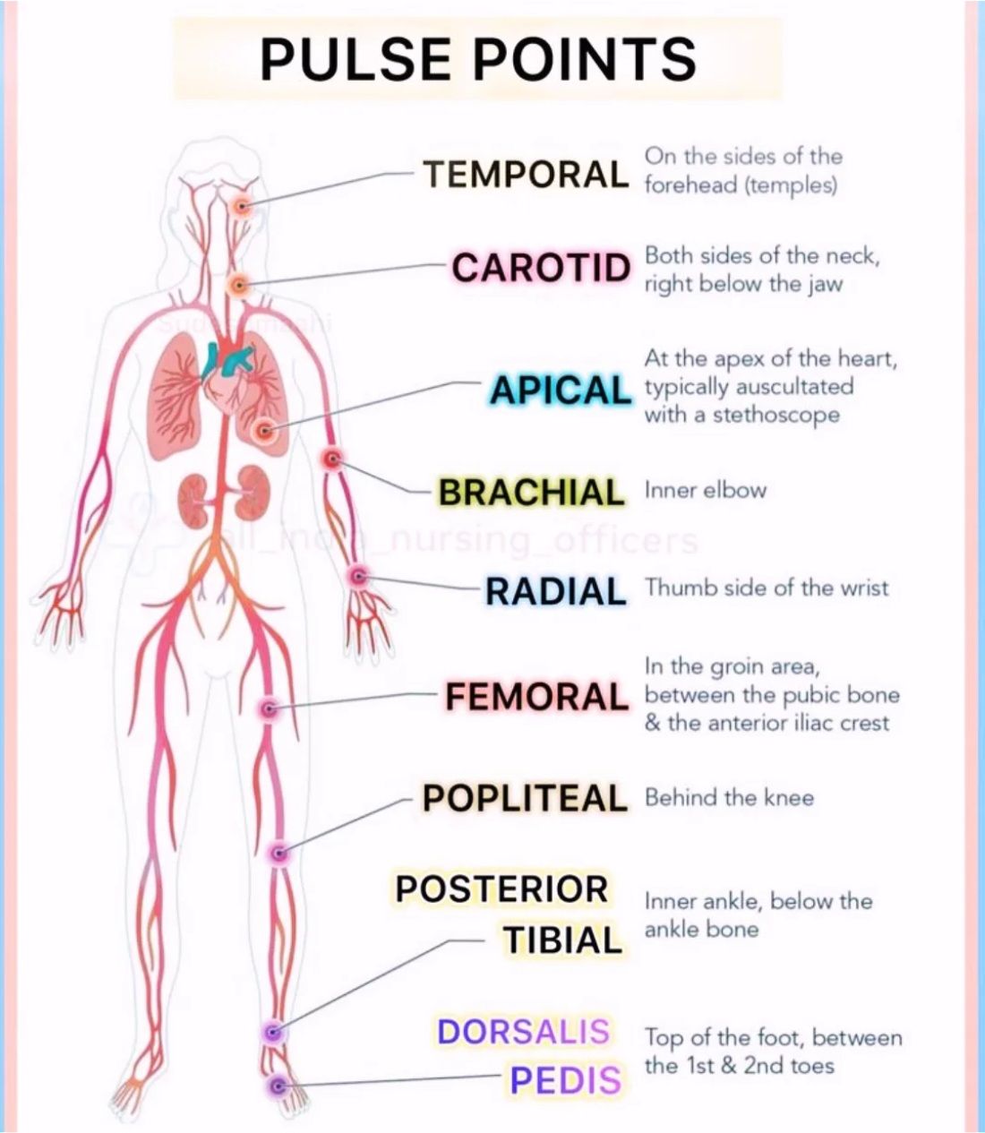 <ul><li><p>temporal</p></li><li><p>carotid</p></li><li><p>apical</p></li><li><p>brachial</p></li><li><p>radial</p></li><li><p>femoral</p></li><li><p>popliteal</p></li><li><p>posterior tibial</p></li><li><p>dorsalis pedis</p></li></ul><p></p>