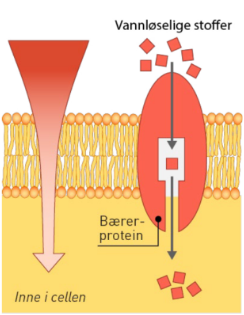 <p><strong>Gjennom bærerproteiner</strong>. Proteiner i cellemembranen som endrer form for å transportere vannløselige stoffer gjennom cellemembranen. Mange proteiner transporterer kun ett stoff. Fra høyest til lavest konsentrasjon av stoffet. Eks: Proteiner som transporterer glukose.</p>