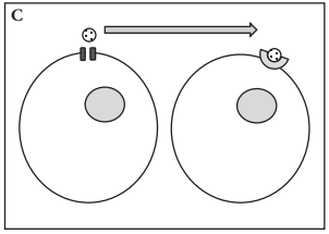 <p>Paracrine Signaling </p>