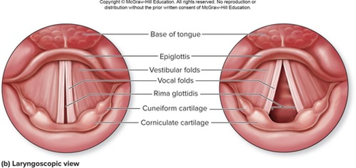 <p>The opening between the vocal folds.</p>
