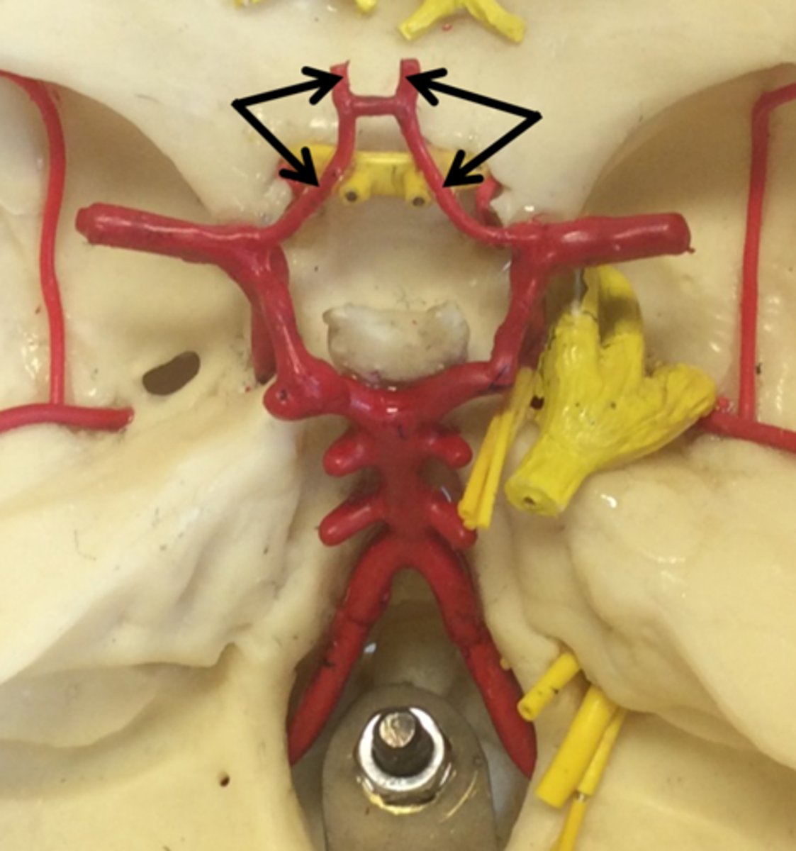 <p>two large arteries, arising from the internal carotid arteries. Travels anteromedially to the median longitudinal fissure where it supplies the superior and medial aspects of the frontal and parietal lobes.</p>