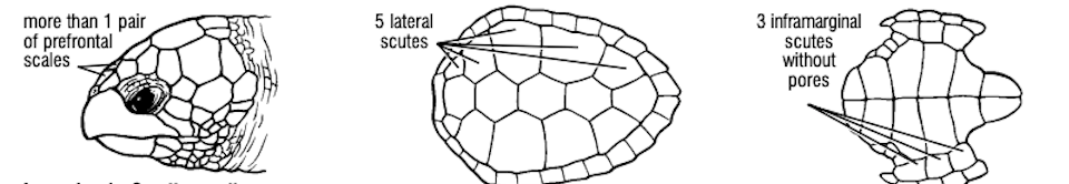 <p>What turtle species has more than 1 pair of prefrontal scutes, 5 lateral scutes, and 3 inframarginal scutes without pores?</p>