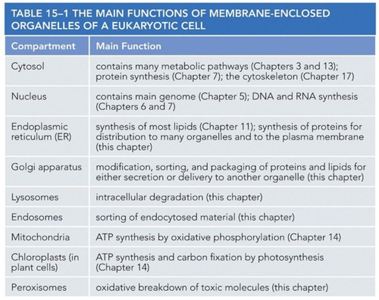 <p>Includes ER, Golgi, lysosomes, and vesicles.</p>
