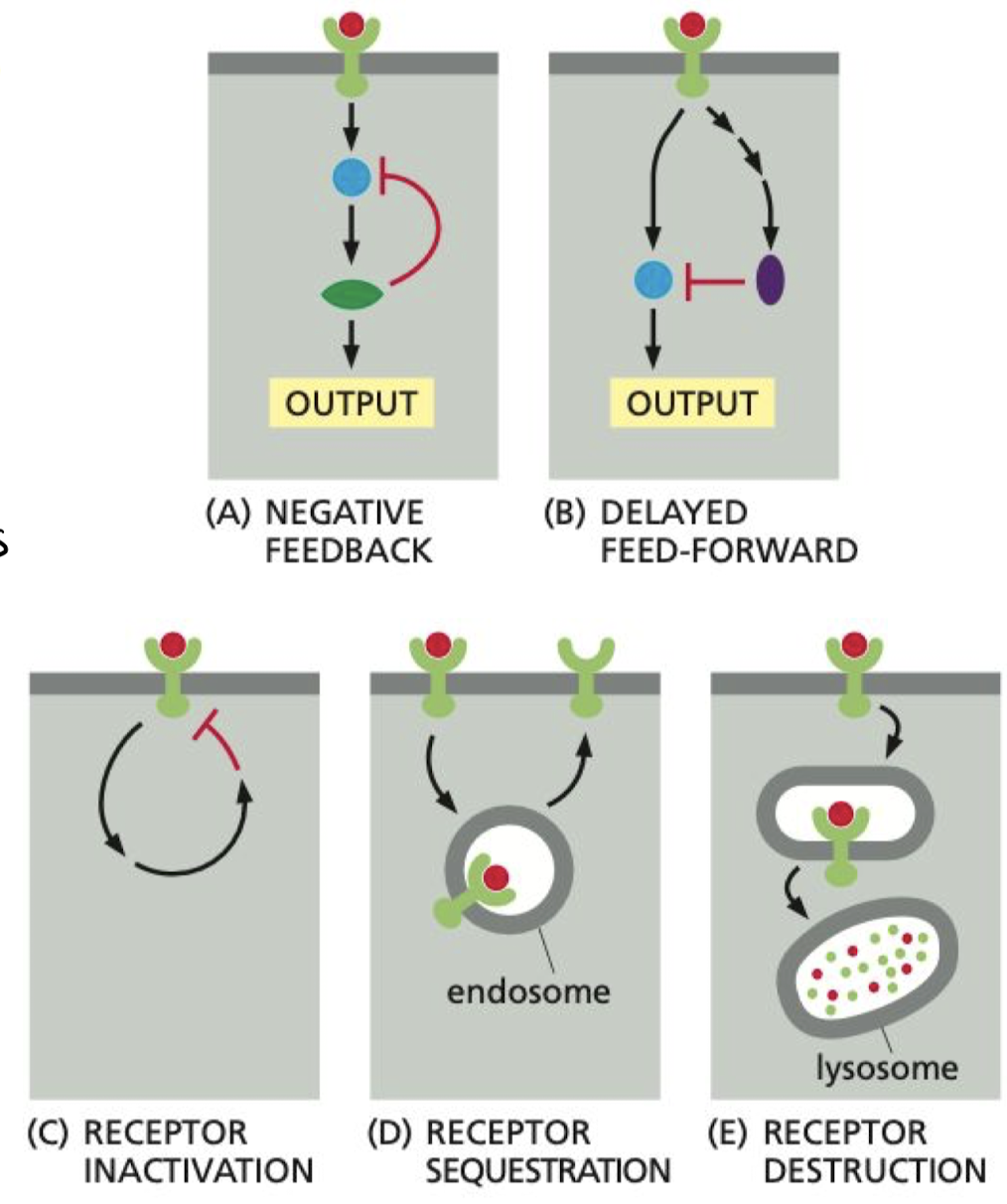 <p>Processes that allow cells to respond to changes in the strength of an input signal.</p><ol><li><p>Negative Feedback</p></li><li><p>Activation of slow parallel pathway to slow response</p></li><li><p>Receptor inactivation</p><ol><li><p>Activated receptor shuts itself off</p></li><li><p>Sequestration (endocytosis)</p></li><li><p>Degradation (exocytosis)</p></li></ol></li></ol>