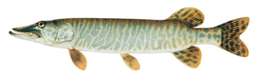 <p>Hybrid of Northern Pike and Muskellunge</p>