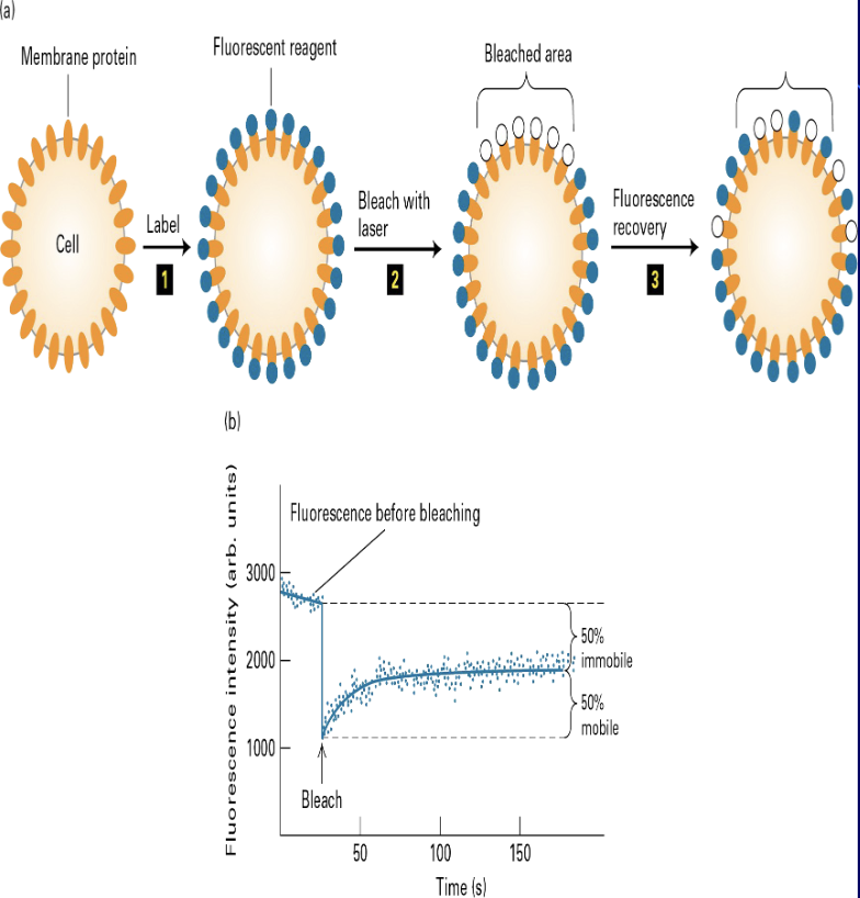 <ul><li><p><span>a protein that is a component of the AP-1 transcription factor</span></p></li><li><p><span>con A FRAP says that some proteins are fluid, some not</span></p></li><li><p>binds to As proteins through their carbohydrates groups</p></li><li><p>half of proteins <strong>are</strong> mobile and the other half <strong>not</strong> mobile&nbsp;</p></li></ul><p></p>