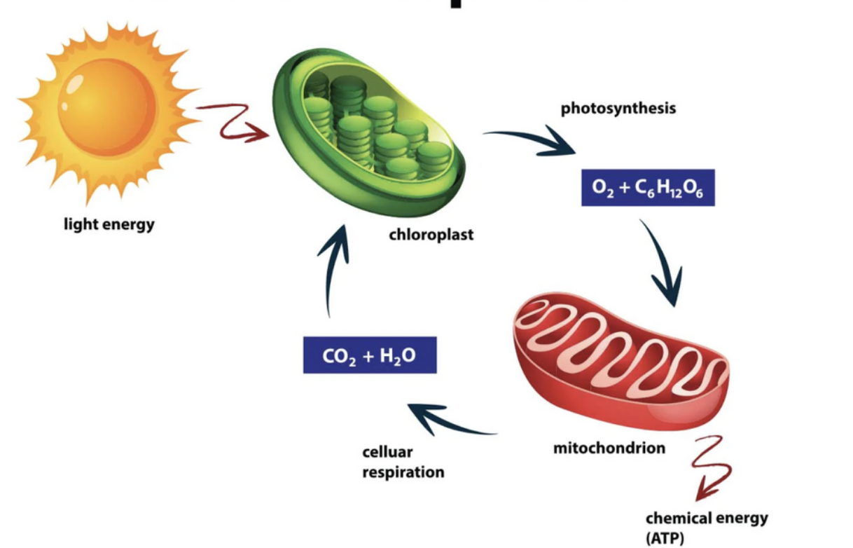 <p>what are the process of respiration?</p>