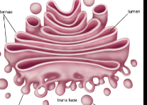 <p>Packages proteins into vesicles for movement out of or around the cell.</p>