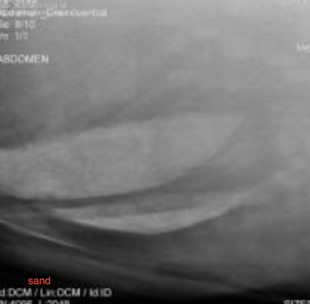 <p>-spasmodic/gas colic</p><p>-proximal enteritis</p><p>-IBD</p><p>-colitis</p><p>-sand</p><p>-peritonitis</p><p>-gastric ulcers</p>