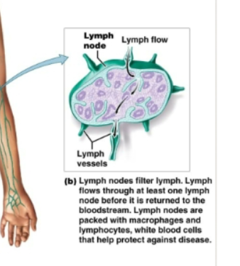 <p>Bean shaped structures. Filter lymph as it flows through them. Contain macrophages and lymphocytes to defend against disease causing organisms.</p>