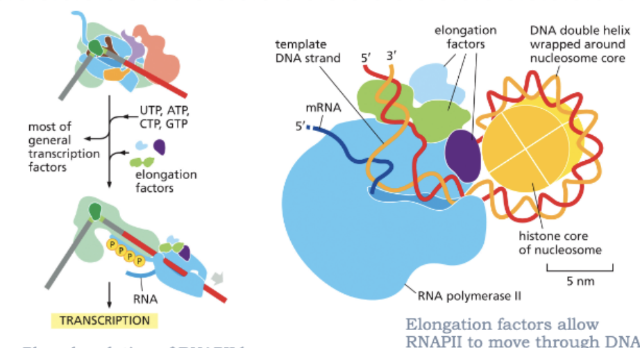 <ul><li><p>PHOSPHORYLATION ON RNAPII BY TFIIH PROMOTES RELEASE OF THE GENERAL TRANSCRIPTION FACTORS</p></li><li><p>ELONGATION FACTORS ALLOW RNAPII TO MOVE THROUGH DNA THAT IS PACKAGED INTO NUCLEOSOMES </p></li></ul><p></p>