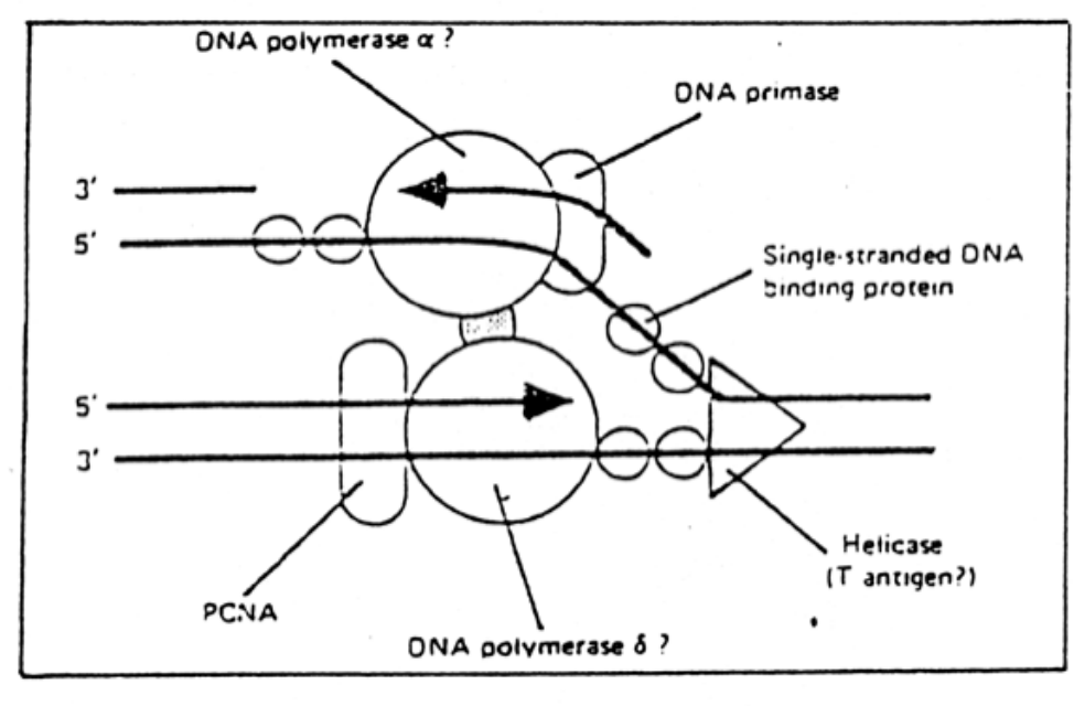 <ul><li><p>however</p></li></ul><p>→ this causes circular movement!</p><p></p>